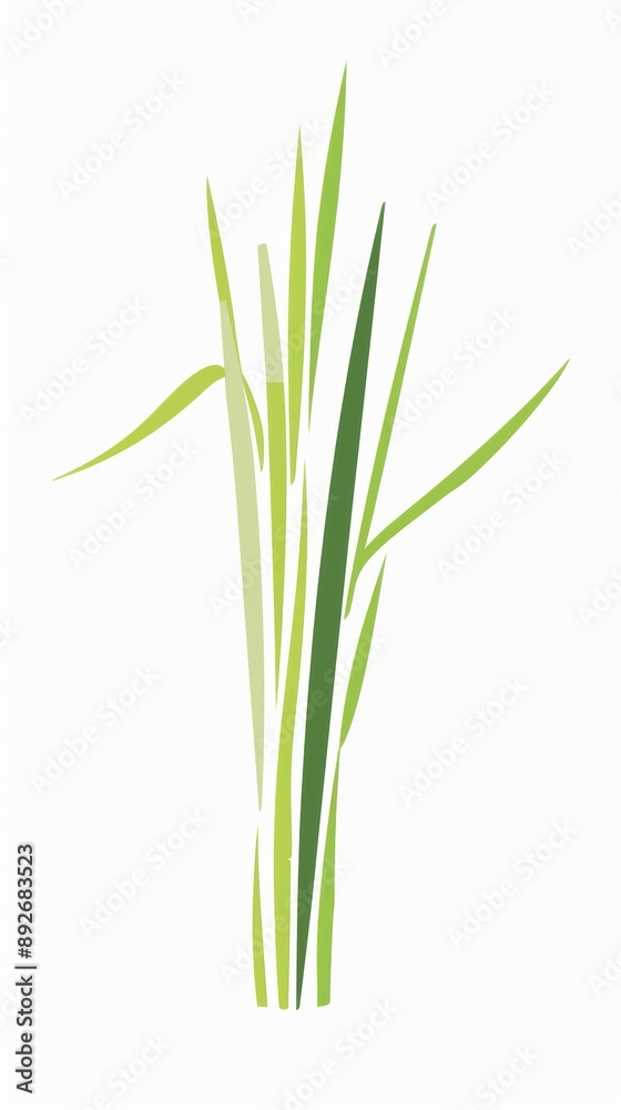 A simple illustration of lemon grass, with only one in the center of the image, is a symbol of art. Dynamic on a clean white background. A simple illustration of lemon grass, with only one in the center of the image, is a symbol of art. Dynamic on a clean white background.