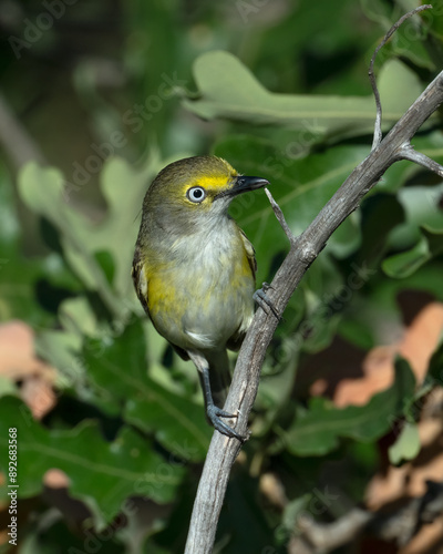 White-eyed Vireo photo