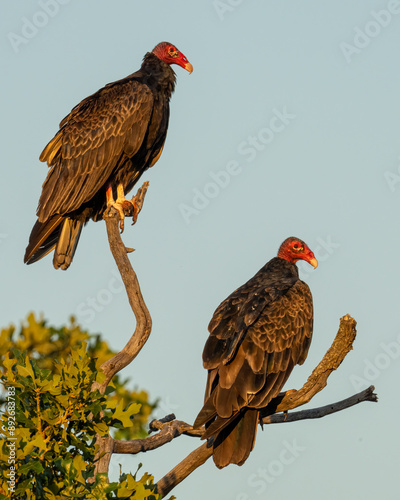 Turkey Vulture on a roost near sunset.