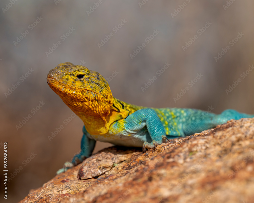 Male Eastern Collared Lizard, the state Reptile of Oklahoma Male Eastern Collared Lizard, the state Reptile of Oklahoma