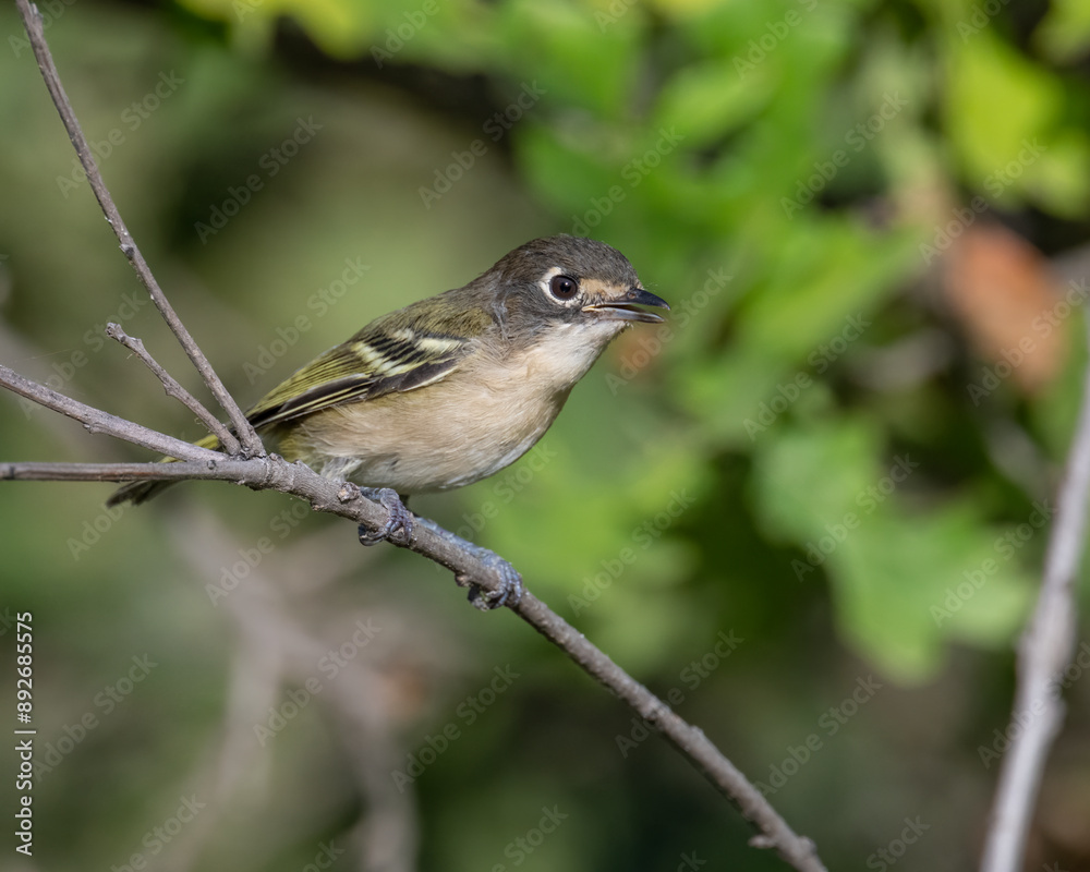 Female Black-capped Vireo Female Black-capped Vireo