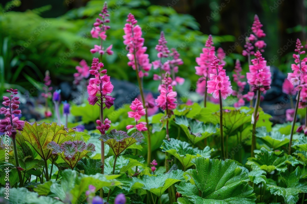 Contrasting colors: mountain rhubarb's bright pinks and purples amidst green foliage Contrasting colors: mountain rhubarb's bright pinks and purples amidst green foliage