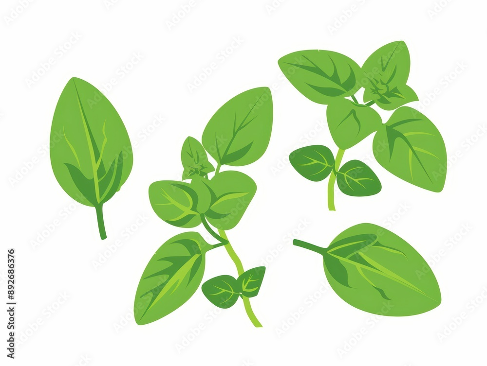 A simple illustration of oregano leaves, with only one in the center, is a symbol of art. Dynamic on a clean white background. A simple illustration of oregano leaves, with only one in the center, is a symbol of art. Dynamic on a clean white background.