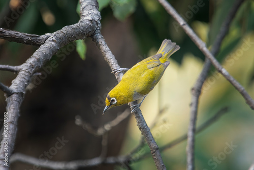 Indian white-eye or Zosterops palpebrosus, in Binsar in Uttarakhand, India photo