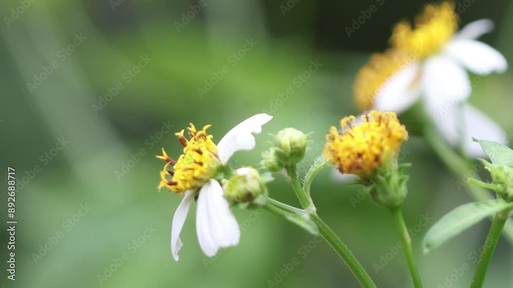 Beautiful flowers in the park. Beautiful flowers in the park.