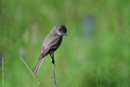 Eastern Phoebe flycatcher bird perched in summer meadow