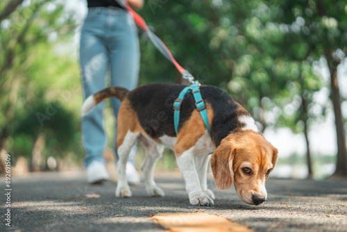 Bilde på lerret Beagle dog sniffs the ground while walking with Owner in dog park summer
