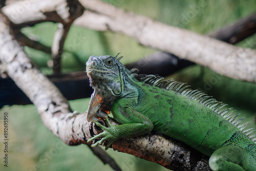 Riga, Latvia - July 19, 2024 - Green iguana resting on a tree branch, with detailed scales and a textured background of branches and greenery.