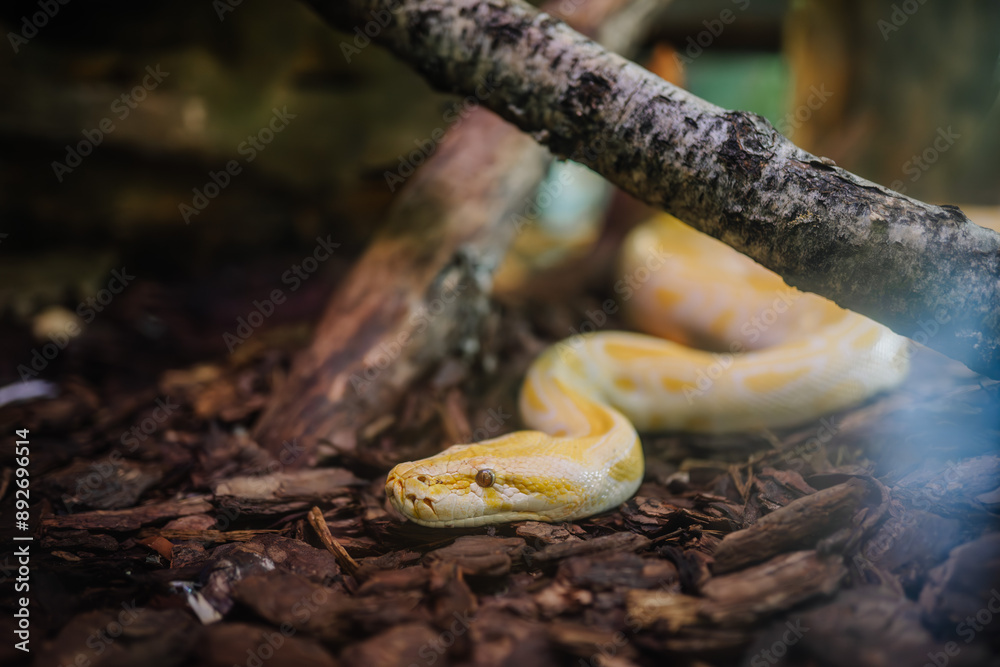 Riga, Latvia - July 19, 2024 - Close-up of an albino python resting on wood chips in a terrarium, with a branch overhead and a blurred background. Riga, Latvia - July 19, 2024 - Close-up of an albino python resting on wood chips in a terrarium, with a branch overhead and a blurred background.