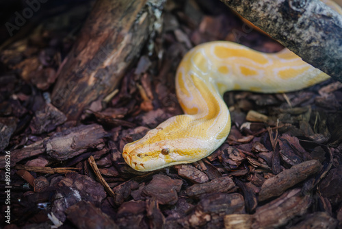 Riga, Latvia - July 19, 2024 - Close-up of an albino python resting on wood chips in a terrarium, with a branch overhead and a blurred background. photo