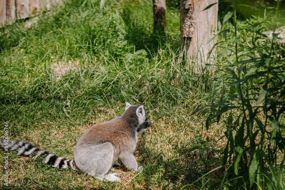 Obraz premium Riga, Latvia - July 19, 2024 - A ring-tailed lemur sitting on the grass in a lush, green outdoor habitat, with its striped tail extended behind it.