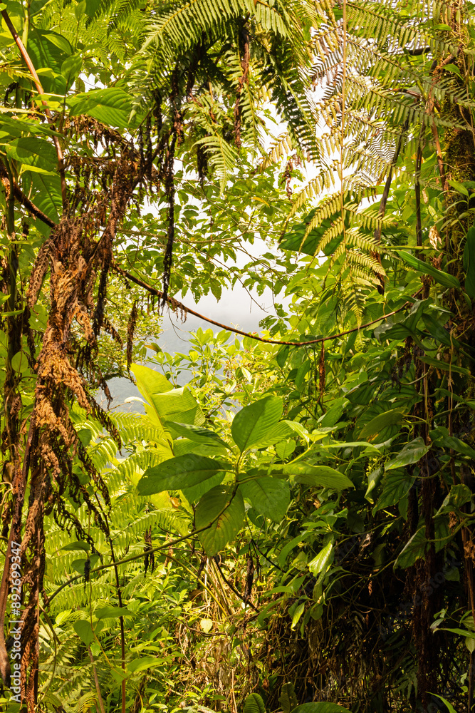 rainforest plants in the Tenorio National Park in Costa Rica rainforest plants in the Tenorio National Park in Costa Rica
