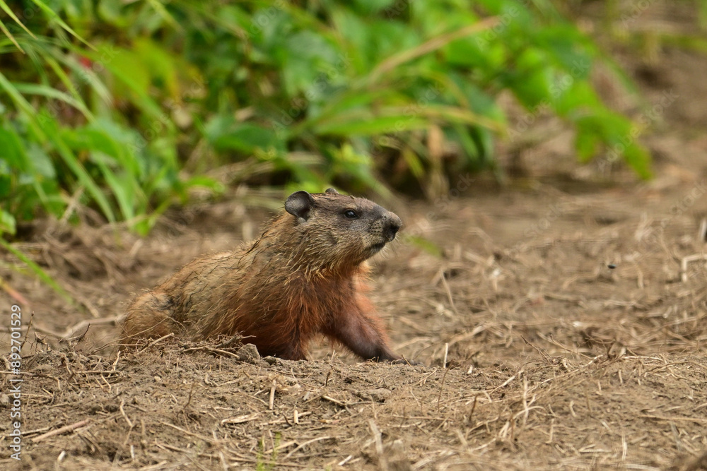 Fototapeta premium A baby groundhog explore the outside of its den along the edge of a wind row of an agriculture field