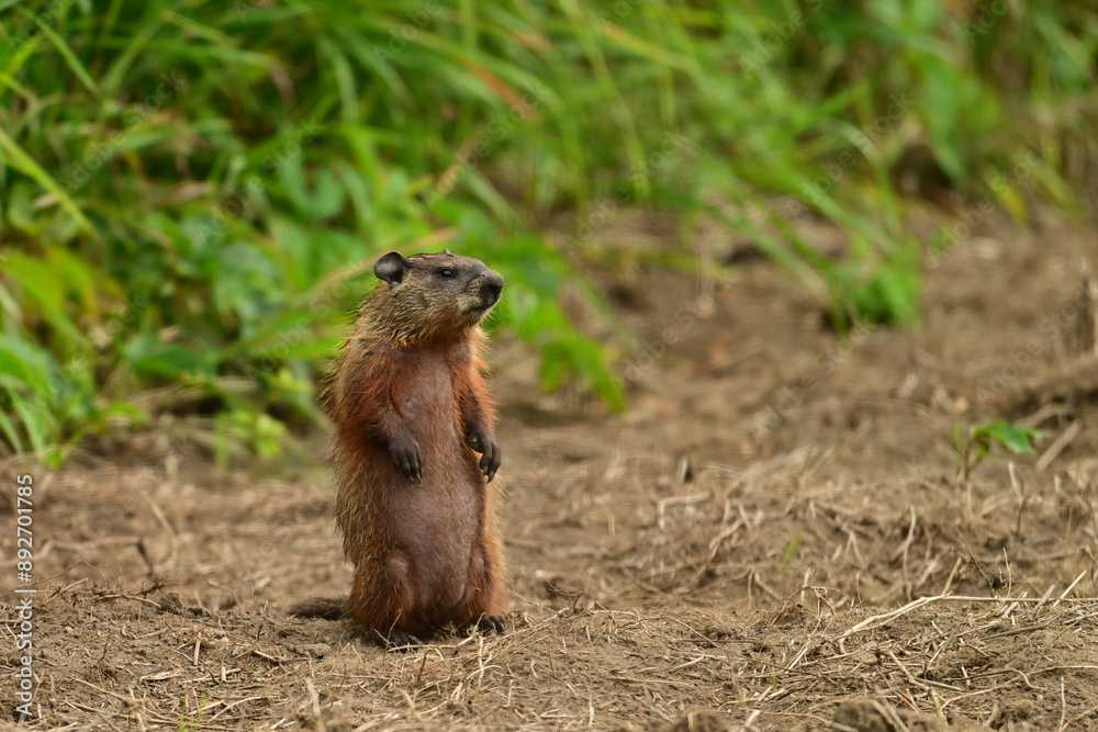 An alert cute baby groundhog sitting up on its back legs explores the outside of its den An alert cute baby groundhog sitting up on its back legs explores the outside of its den
