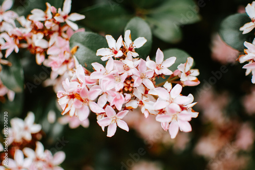 pink cherry blossom