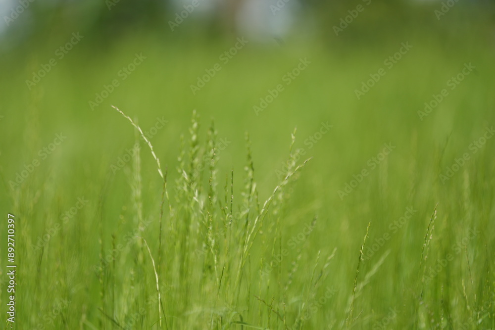 green grass in the morning, flowering grass, wallpaper, tranquil, bokeh background green grass in the morning, flowering grass, wallpaper, tranquil, bokeh background