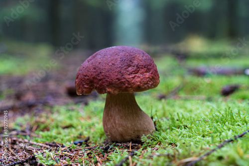 Elegant Mushroom in a Misty Forest with autumn vibes, biodiversity, beauty, and ecosystem photo