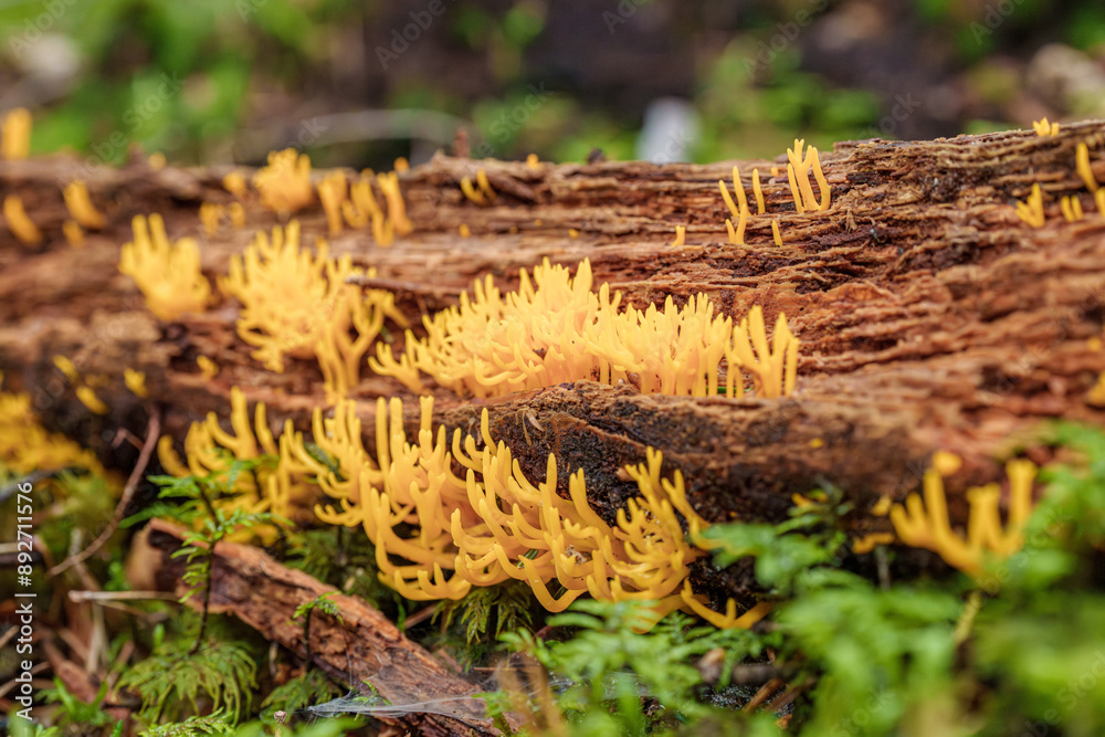 A Bright Yellow Coral Fungus Thrives in a Rich Forest Ecosystem, Growing on Decaying Wood A Bright Yellow Coral Fungus Thrives in a Rich Forest Ecosystem, Growing on Decaying Wood