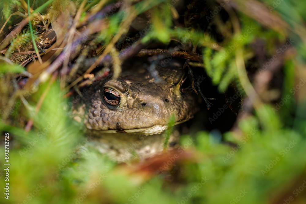 An intricate portrayal of a frog blending into the rich natural environment of a forest An intricate portrayal of a frog blending into the rich natural environment of a forest