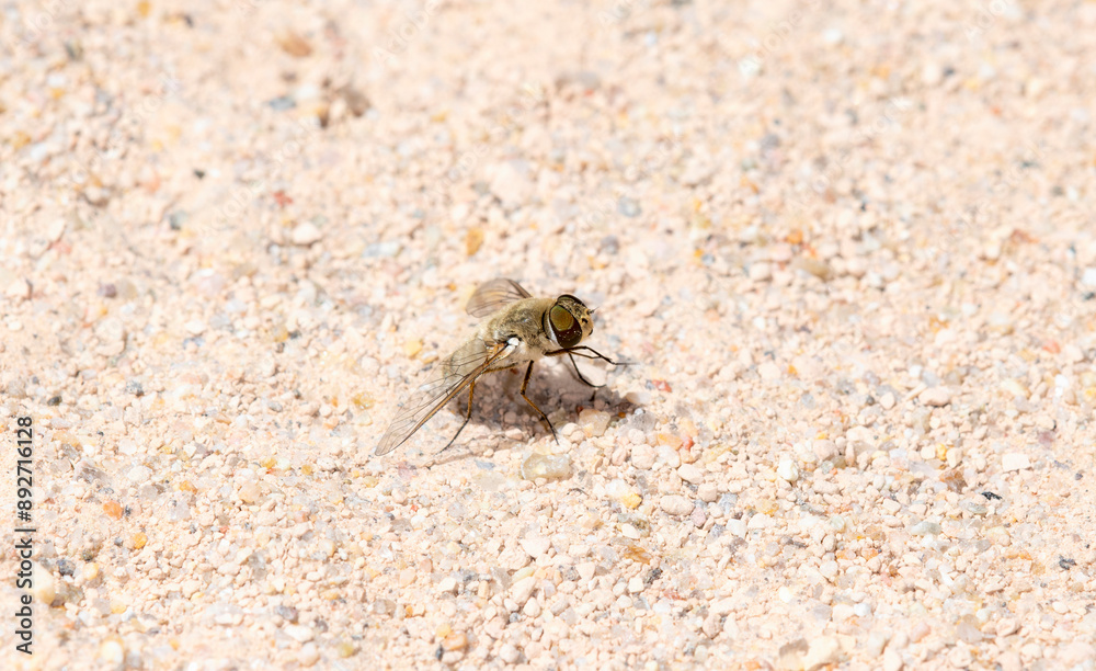 A Bee Fly in the Genus Villa Perched on Sandy Ground in Colorado A Bee Fly in the Genus Villa Perched on Sandy Ground in Colorado