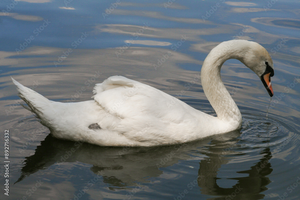 Fototapeta premium beautiful white swans swim on the lake in summer