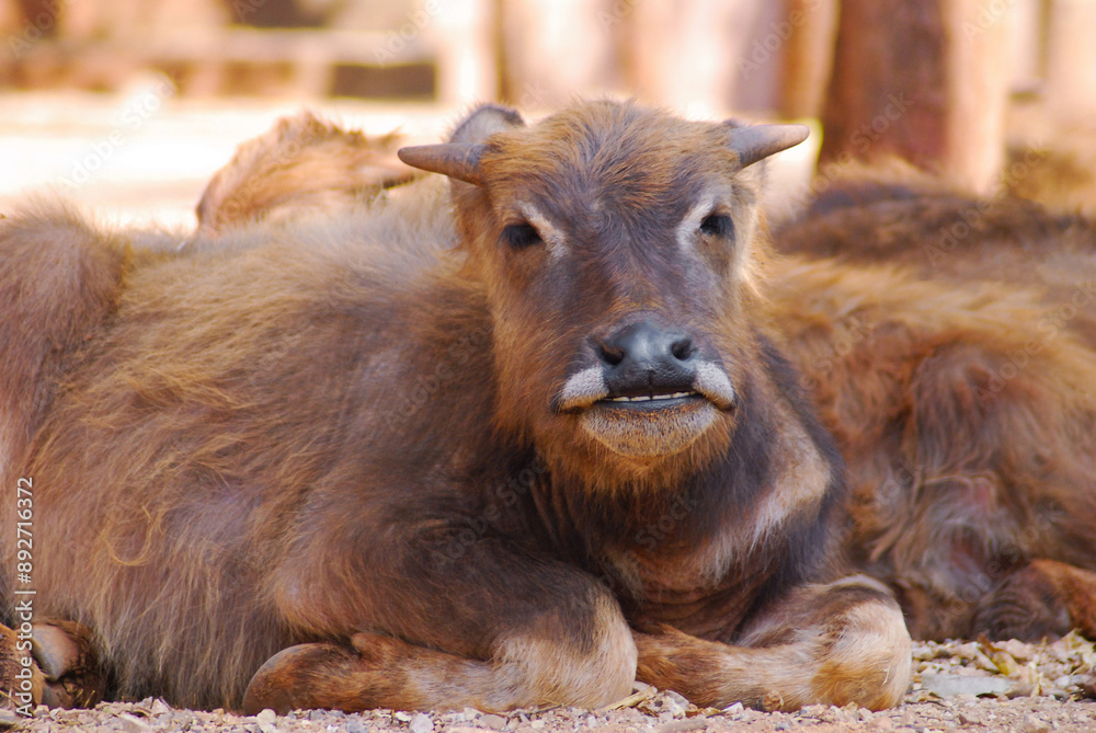 Fototapeta premium several young buffaloes lives in the reserve