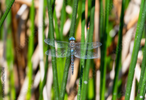 Blue-Eyed Darner Dragonfly (Rhionaeschna multicolor) Perched on Grass in Colorado