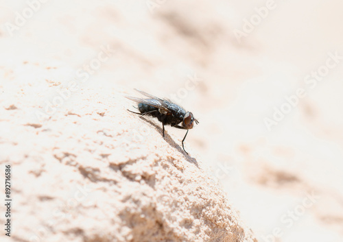 Bluebottle Fly (Genus Calliphora) Perched On A Rock In Colorado photo