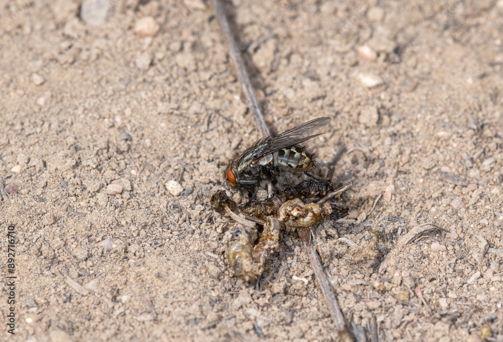 A Botfly (Wohlfahrtia vigil) in Colorado on a Dry; Dusty Day A Botfly (Wohlfahrtia vigil) in Colorado on a Dry; Dusty Day