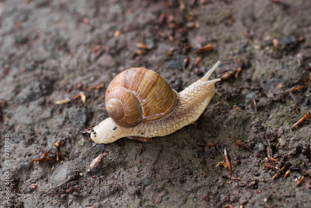 close-up of a snail crawling on the ground close-up of a snail crawling on the ground