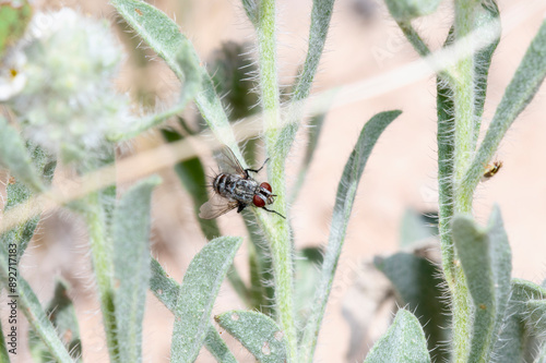 Bristle Fly (Family Tachinidae) Perched on a Green Stem in Colorado photo