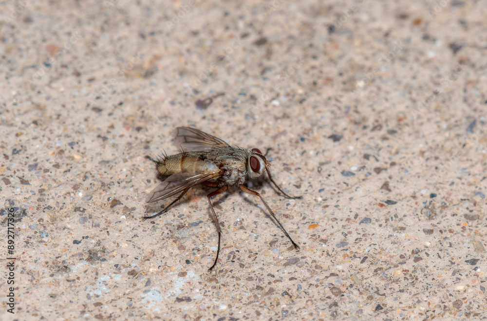 Bristle Fly (Family Tachinidae) Resting On Concrete In Colorado Bristle Fly (Family Tachinidae) Resting On Concrete In Colorado