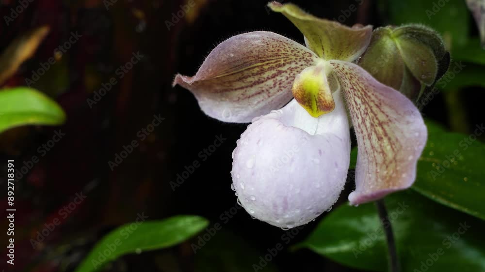 Close Up of a Lady's Slipper Orchid Flower in the Rainforest Close Up of a Lady's Slipper Orchid Flower in the Rainforest