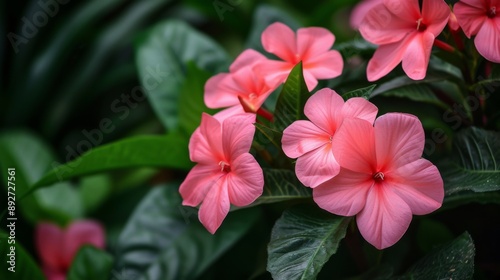 Cluster of vibrant pink flowers in full bloom, with lush green leaves as a backdrop