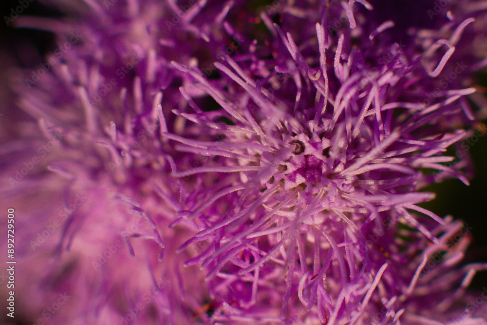 close-up of a beautiful flower.Liatris scariosa in the garden close-up of a beautiful flower.Liatris scariosa in the garden