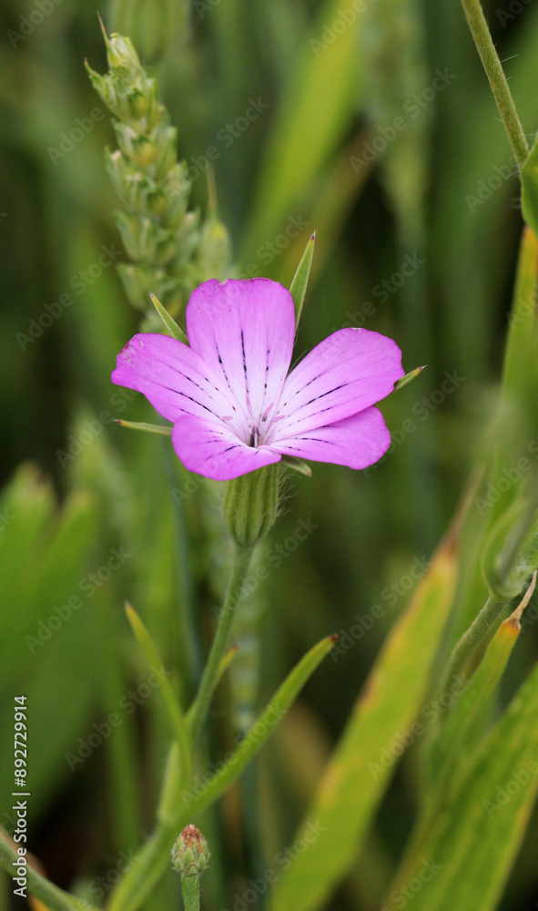 Fototapeta premium The poisonous weed Agrostemma githago grows among cereal crops