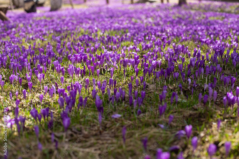 Naklejka premium close up of beautiful crocus flowers on the field