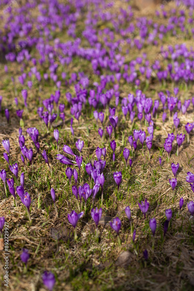 Obraz premium close up of beautiful crocus flowers on the field