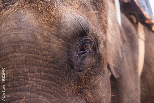 Canvas Print close-up of the head of a beautiful adult elephant