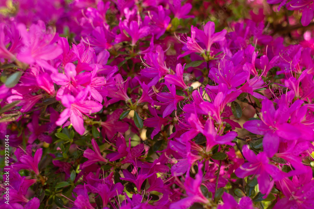 Obraz premium close-up of a beautiful pink Japanese rhododendron pink flower in the garden