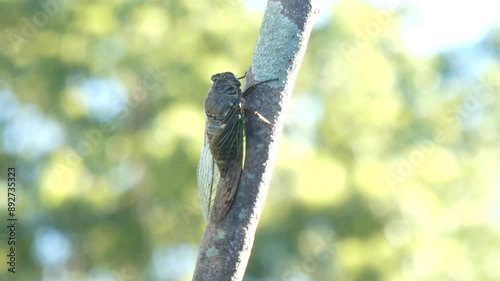 幻想的な緑を背景したクマゼミの様子
