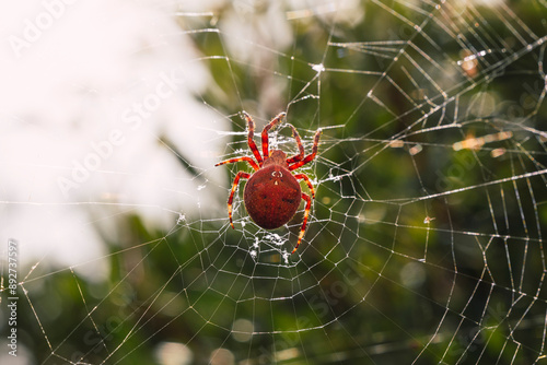 Spider weaving its web photo