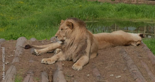 A beautiful pair of lions resting in the sun near a pond in a zoo. Lions enjoy the warmth of the sun while lying near a pond at the zoo. A magnificent lion and his mate are resting.