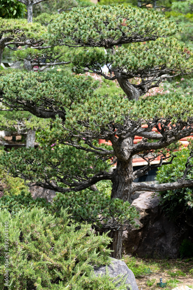 Landscape urban design, city park in Japan style with stones, bonsai pines trees, flowers, little briges, water falls in center of Monte-Carlo city, Monaco