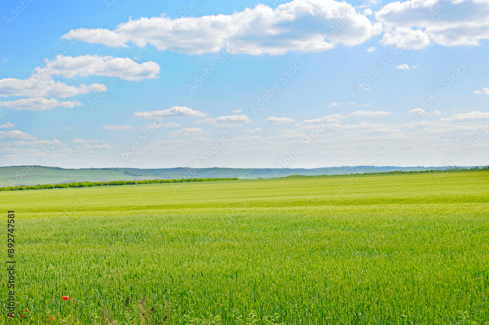 Green wheat field and blue sky. Green wheat field and blue sky.