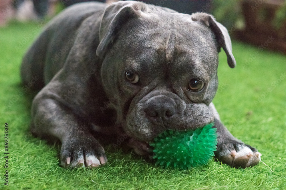 Fototapeta premium Gerona, Spain:07.21.2024; Blue bully game with small ball
