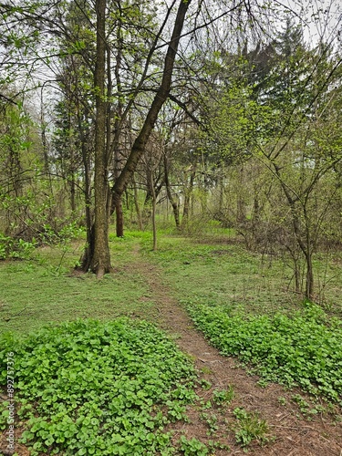 walking path in the spring forest