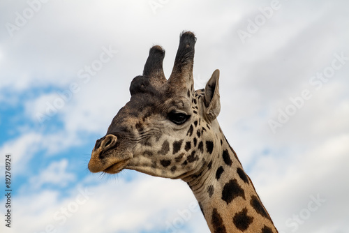 Photography Kenyan Giraffes Maasai Mara Kenya East Africa