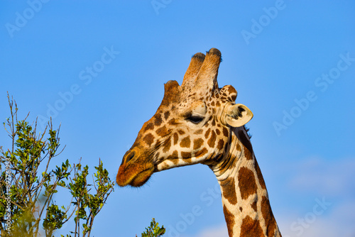 Photography Kenyan Giraffes Maasai Mara Kenya East Africa