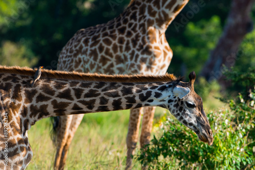 Photography Kenyan Giraffes Maasai Mara Kenya East Africa
